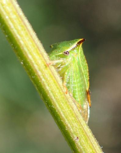 Réf. 352 081 : Stictocephala bisonia